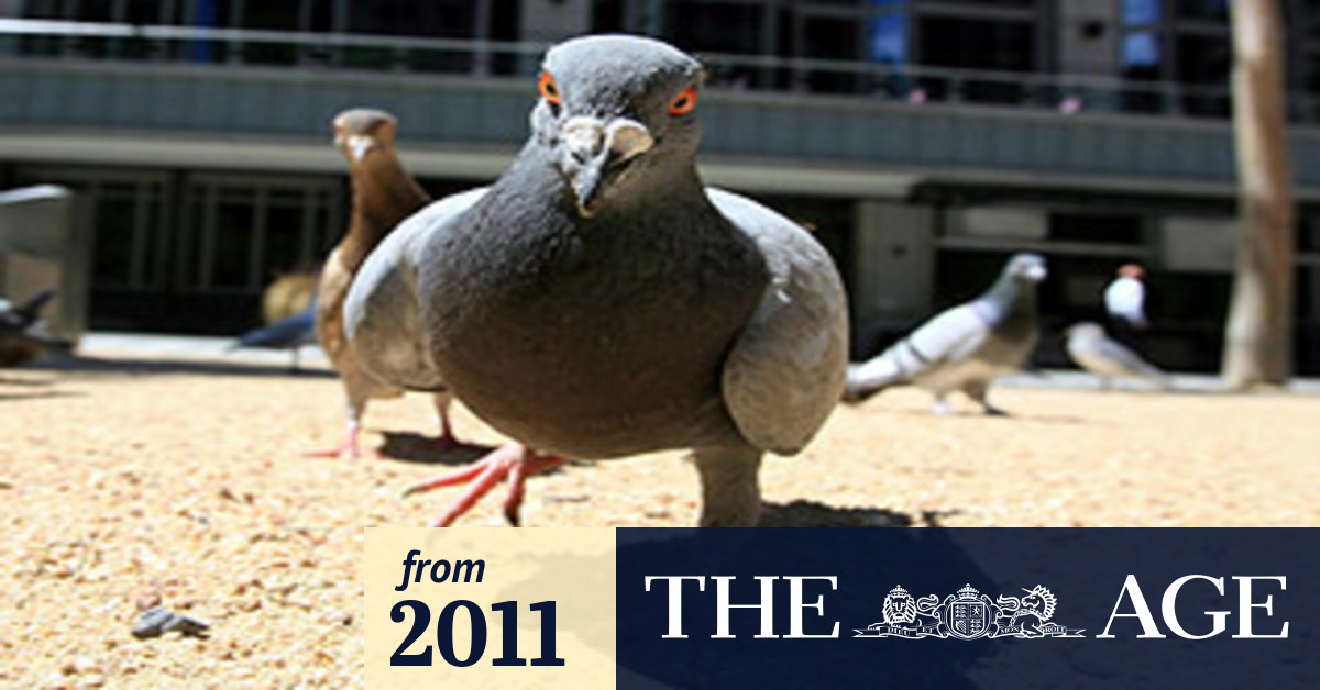 Rare pigeon virus 'can spread to humans'